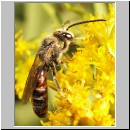 Lasioglossum cf calceatum - Furchenbiene m05.jpg